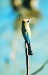 Rainbow Bee-eater