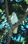 Little Corella