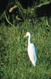 Intermediate Egret