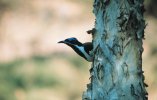 Blue-faced Honeyeater