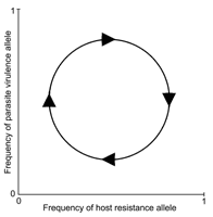 Never-ending coevolution