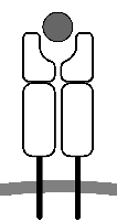 MHC molecule